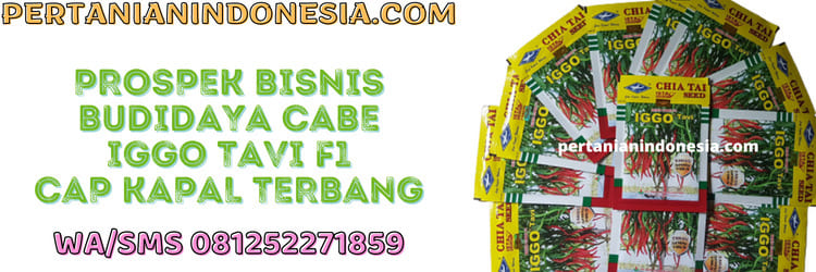 prospek,bisnis,budidaya,cabe keriting,cabai keriting
